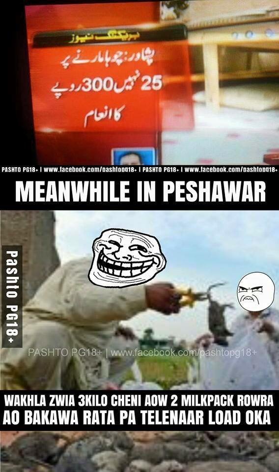 rats in peshawar